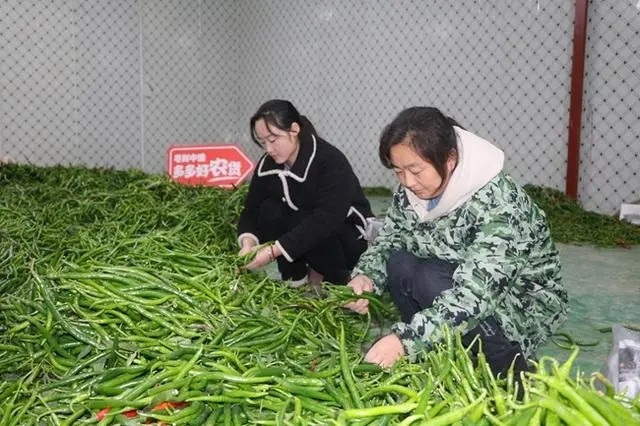 現(xiàn)摘現(xiàn)發(fā)是最適宜當(dāng)?shù)丨h(huán)境，也是保持辣椒口感最好的辦法.jpg