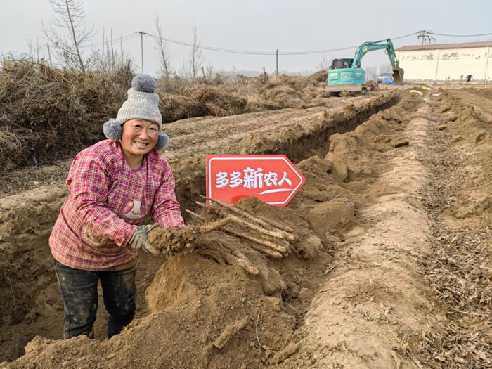 12月初，正值麻山藥采收季，新鮮的麻山藥將通過新電商平臺走進(jìn)千家萬戶.jpg