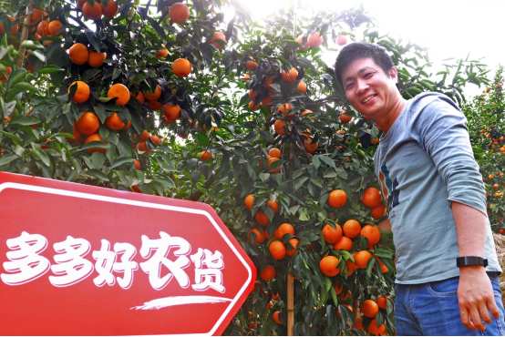 90后返鄉(xiāng)“新農(nóng)人”借力拼多多，把高原沃柑“扛”出大山2847.png