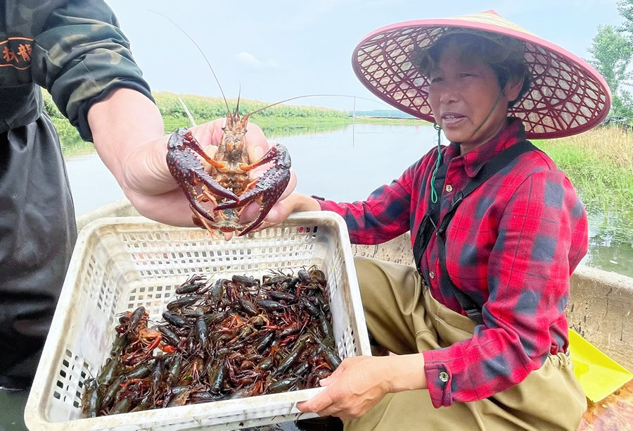 剛打撈起來(lái)的潛江小龍蝦.jpg