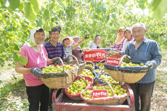 電商解決了果農(nóng)的銷售難題，同時也實(shí)現(xiàn)了增收.jpg