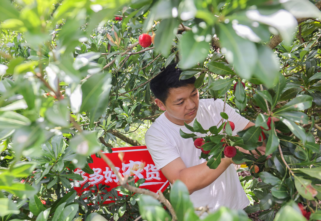 90后新農(nóng)人郭帥從17歲開(kāi)始接管家中的果園，到現(xiàn)在已經(jīng)有16年種植經(jīng)驗(yàn)。（攝影 那木黑）.jpg