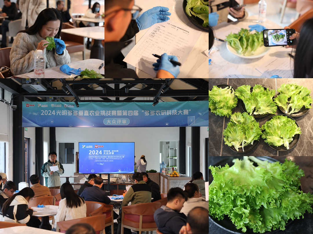 ▲12月6日，15位大眾評審對6支團(tuán)隊種植的生菜進(jìn)行食味品鑒。倪永孝▕攝.jpg