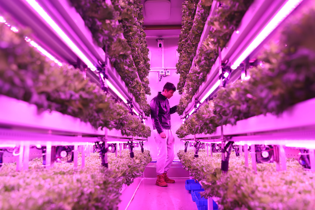 ▲上海農(nóng)科院隊決賽期間給集裝箱植物工廠內(nèi)種植的“優(yōu)雅”生菜補(bǔ)光。倪永孝▕攝.jpg