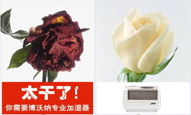房間太干了，還能用什么加濕器？