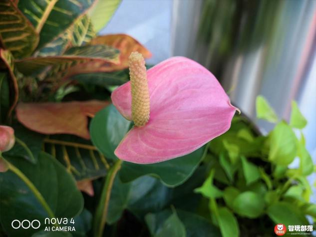 華為nova4后置三攝評(píng)測(cè)：首發(fā)索尼IMX586，117°超廣角解鎖大視野