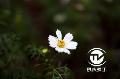 索尼全畫幅微單A73 和佳能EOS R選誰？ 35mm RF的專業(yè)表現(xiàn)是答案