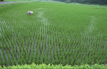蘇寧315全民煥新節(jié)好米日，一起享受好米時節(jié)