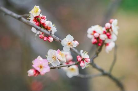 煙花三月，老司機(jī)教你最正確的踏春打開方式！