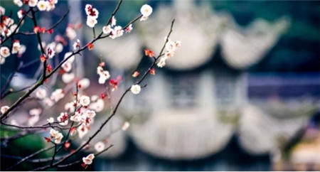 江南踏青攻略：拍下春風，吃遍十里！