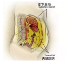 少鹽真的能減脂么？減了這么多年肥終于發(fā)現(xiàn)了真相