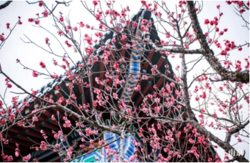 南京旅游必打卡勝地，再不準(zhǔn)備行程就晚啦！