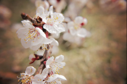 “春暖百花香”，教你如何分辨春天開(kāi)的這些花！