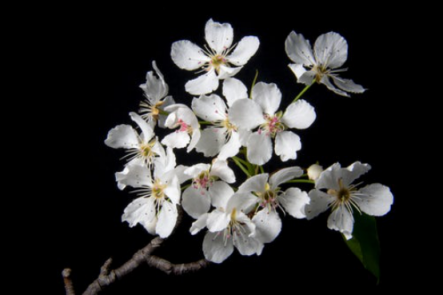 “春暖百花香”，教你如何分辨春天開(kāi)的這些花！