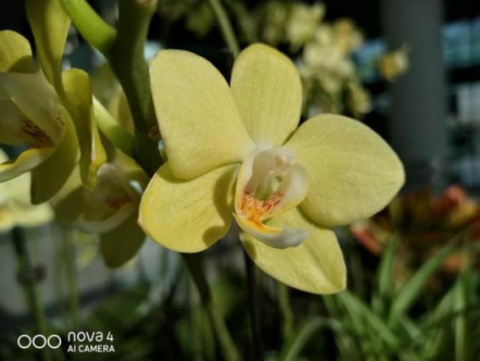 “春暖百花香”，教你如何分辨春天開(kāi)的這些花！
