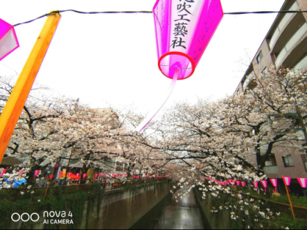 陽春三月，又追著櫻花來到目黑川河畔