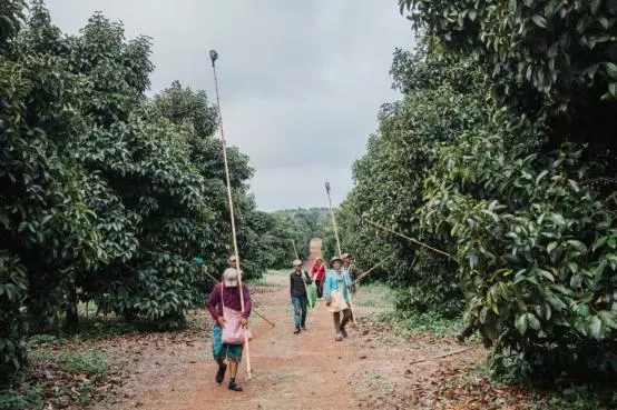 蘇寧“卞包包”再出手！這次是泰國2000萬顆榴蓮