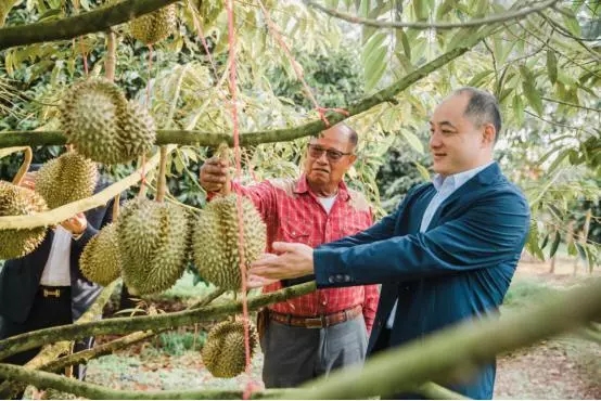 蘇寧“卞包包”再出手！這次是泰國2000萬顆榴蓮