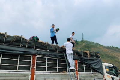 松鼠拼拼搶灘東南亞鮮果叢林，創(chuàng)始人楊俊奔赴源頭直采