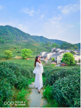 不舍杭州4月天，同我一起躲進春天的茶園