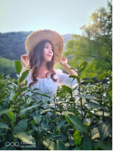 不舍杭州4月天，同我一起躲進春天的茶園