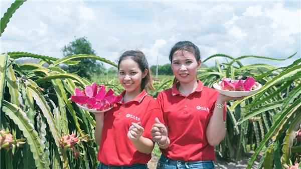 蘇寧快消再下一城，“包圓”越南3萬(wàn)畝火龍果基地