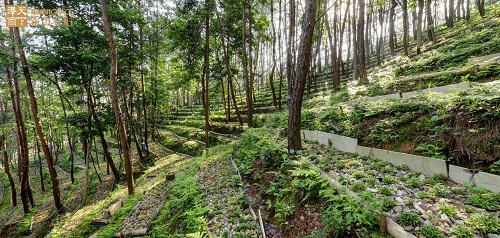跟兩位局長認(rèn)識道地藥材——霍山石斛