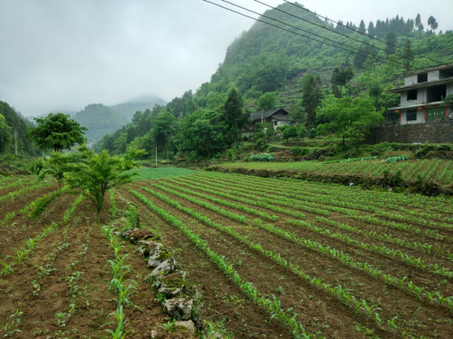 助力貧困縣變身，蘇寧拼購智慧零售賦能優(yōu)勢獲央黨媒點(diǎn)贊