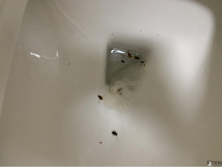 自如公寓蟑螂成群，“品質(zhì)租房”成空談？