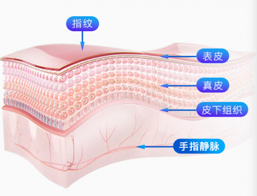 指紋解鎖出現(xiàn)安全隱患，何不試試指靜脈智能鎖？