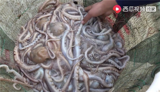 惹河豚生氣、遭八爪魚噴墨，趕海人在西瓜視頻上演現(xiàn)實(shí)版“老人與?！?/></p><p>對(duì)趕海充滿好奇的人們，甚至每日在西瓜視頻上催著他更新內(nèi)容。但對(duì)川子而言，趕海的過(guò)程并不像視頻里看著那么簡(jiǎn)單輕松。趕海是一件非常消耗體力的事，他往往要走出很遠(yuǎn)，才能找到灘涂下埋著的海鮮。</p><p>每天退潮時(shí)間長(zhǎng)達(dá)數(shù)個(gè)小時(shí)，川子跟著潮汐，在灘涂一走幾個(gè)小時(shí)，沒有任何可以坐下休息的地方。背著幾十斤的海鮮，在廣闊的灘涂中跋涉，要比在岸上累得多。川子只要一下海，當(dāng)天必是運(yùn)動(dòng)排行榜的冠軍。</p><p>在當(dāng)?shù)氐臐O民中流傳著一句老話：欺山不欺海。盡管只是灘涂，但大海仍在遠(yuǎn)處虎視眈眈，每當(dāng)海上刮起東北風(fēng)時(shí)，大海就會(huì)發(fā)出空洞的嗡嗡巨響，海水一片渾濁。有一次，剛刮完臺(tái)風(fēng)，川子就出來(lái)趕海了，為了更好地摸到藏在沙里的海鮮，他經(jīng)常不戴手套。說(shuō)起在冰水里摸海鮮的感覺，川子只用輕描淡寫的兩個(gè)字來(lái)形容：扎手。</p><p>威脅趕海人的，除了疲勞和寒冷，還有來(lái)自大海的危險(xiǎn)。灘涂上有許多沙溝，退潮時(shí)沙溝里的水只沒過(guò)腳踝，但一旦漲潮，沙溝中的水位陡然變深。當(dāng)沙洲上的水位到達(dá)膝蓋時(shí)，沙溝里的水已經(jīng)可以沒過(guò)脖子，溝內(nèi)暗流洶涌，流速很快。如果趕海人沒有及時(shí)返回，就再也回不去了。</p><p>在川子的西瓜視頻中，不僅記錄了捕捉蛤蜊、面包蟹的過(guò)程，也記錄了海邊人民的一日三餐。作為一名趕海者，川子很注重保護(hù)海洋生物。在他的趕海視頻中，網(wǎng)友經(jīng)?？梢钥吹?，年幼的小螃蟹、懷孕的八爪魚都會(huì)被川子“趕”回海中放生。川子還會(huì)對(duì)小海鮮生物調(diào)侃道“小螃蟹不要了，等你長(zhǎng)大了我再來(lái)抓你!”</p><p>一直以來(lái)，川子也在以實(shí)際行動(dòng)保護(hù)著海洋生態(tài)。他經(jīng)常將塑料袋、啤酒瓶、易拉罐等海洋垃圾帶回家中;廢棄的漁網(wǎng)、帽子等也被川子一并拿走，進(jìn)行廢物改造、利用。有趣的是，川子的環(huán)保日常更被網(wǎng)友看作是一次“趕海淘寶之旅”。在趕海過(guò)程中撿到的光盤、U盤，引起了網(wǎng)友巨大的興趣，他們好奇里面都裝了些什么。</p><p>川子說(shuō)：感謝西瓜視頻幫助我把自己收獲海鮮的喜悅通過(guò)鏡頭傳遞給每個(gè)看視頻的朋友。希望自己的視頻能夠繼續(xù)傳遞快樂、也傳遞正能量。</p><p align=