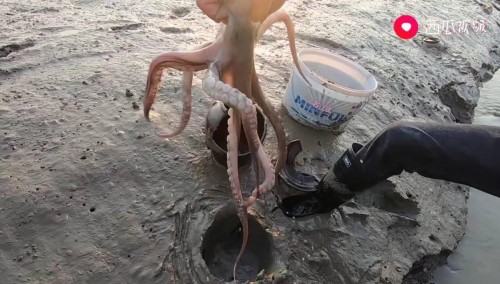 90后莆田漁民趕海走紅西瓜視頻，網(wǎng)友：摸魚竟然也是工作