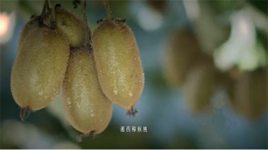 “95后”湘西少年返鄉(xiāng)助脫貧：搭上蘇寧拼購(gòu)快車，做甜美事業(yè)