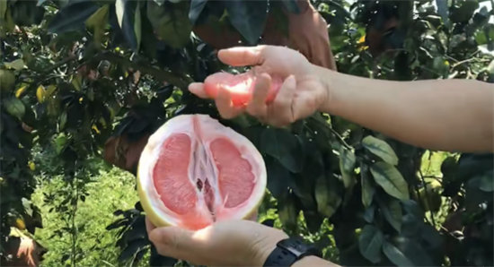 蘇寧拼購護(hù)航琯溪蜜柚上行：不止拼價(jià)格，更要拼品質(zhì)！