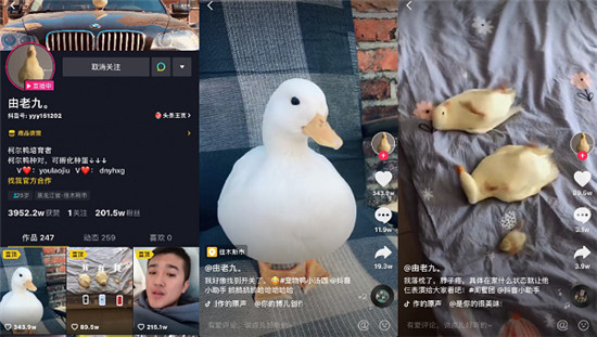 唐老鴨本鴨！東北小伙養(yǎng)寵物鴨獲贊3000萬走紅抖音