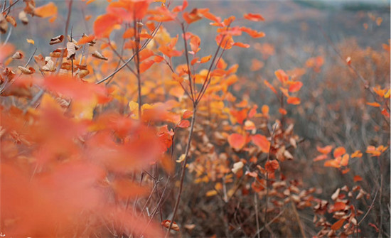 精明“錯峰游”看這里!賞最美紅葉，住風情民宿，每一處都是仙境!