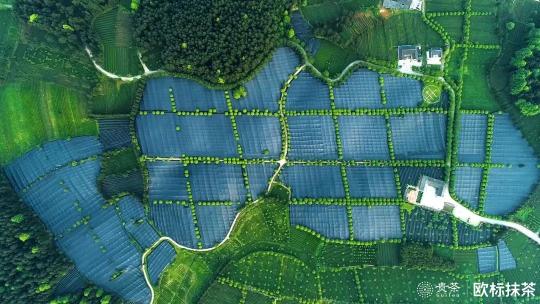 2019貴茶歐標抹茶宣傳片：匠心之作一切圍繞“原”做文章