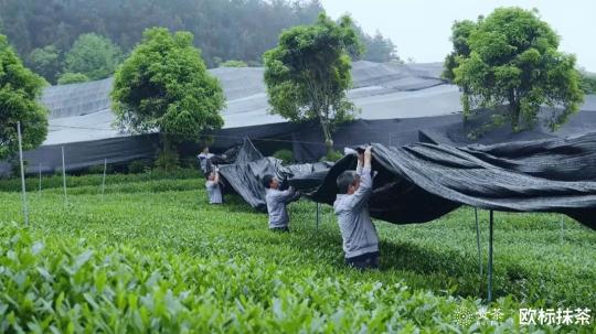 2019貴茶歐標抹茶宣傳片：匠心之作一切圍繞“原”做文章