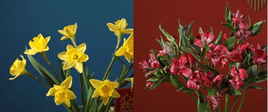 Flowerplus花加年宵花，點(diǎn)亮詩意中國年