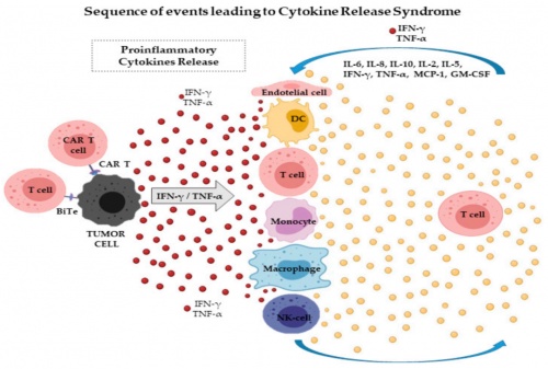 ACROBiosystems百普賽斯抗體矩陣再添新IFN-γ，助力加速生物藥研發(fā)上市進(jìn)程