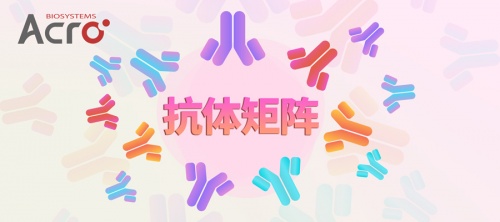 ACROBiosystems百普賽斯抗體矩陣再添新IFN-γ，助力加速生物藥研發(fā)上市進(jìn)程