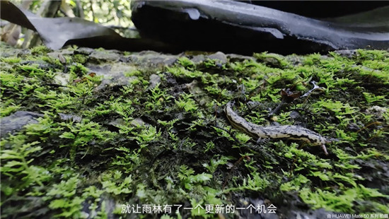 去雨林深處，聽大象長吟，自然紀(jì)錄片《尋象》正式上線！