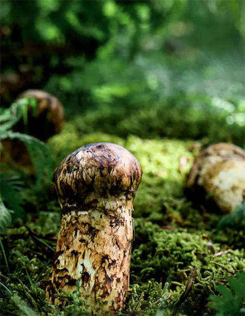 植物醫(yī)生松茸面膜彰顯高山護(hù)膚力，植萃成分守護(hù)年輕肌