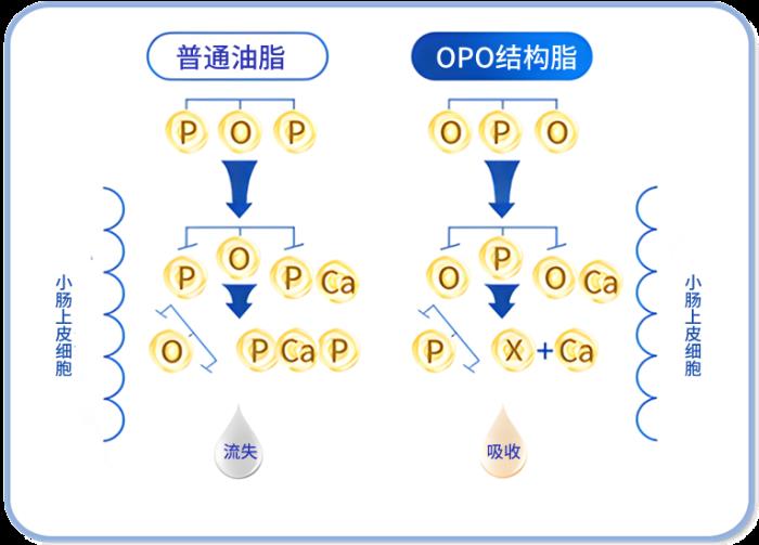 OPO在奶粉中的作用與功效有哪些？精準(zhǔn)科普助力選奶