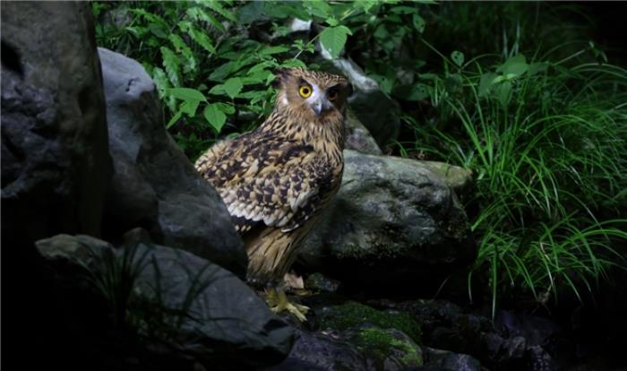 佳能EOS R5 Mark II鳥眼動態(tài)追蹤天花板