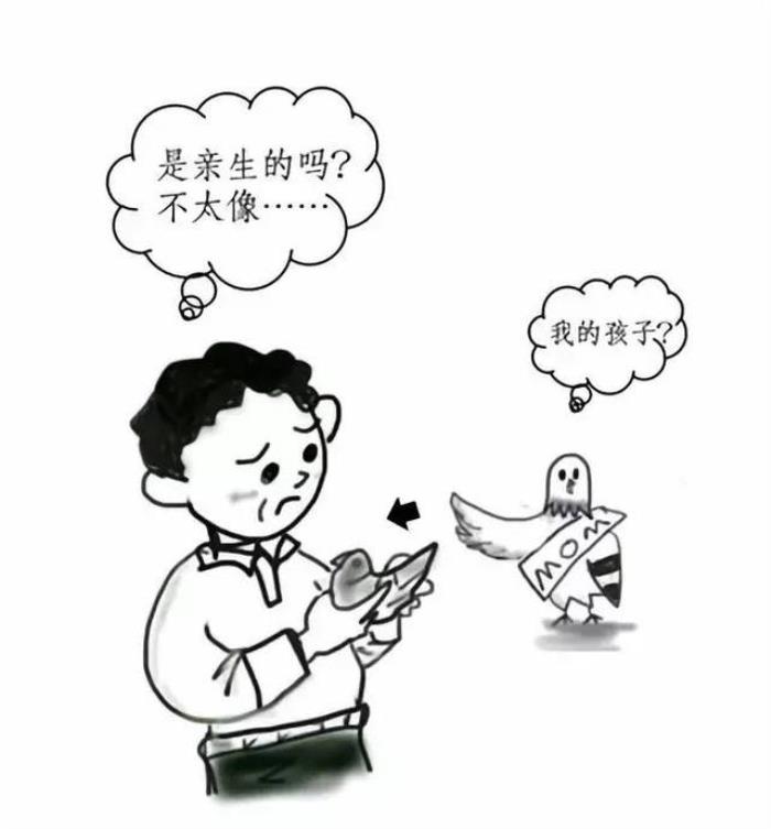 為種鴿建立DNA數(shù)據(jù)庫：規(guī)范信鴿市場，保障鴿友權(quán)益